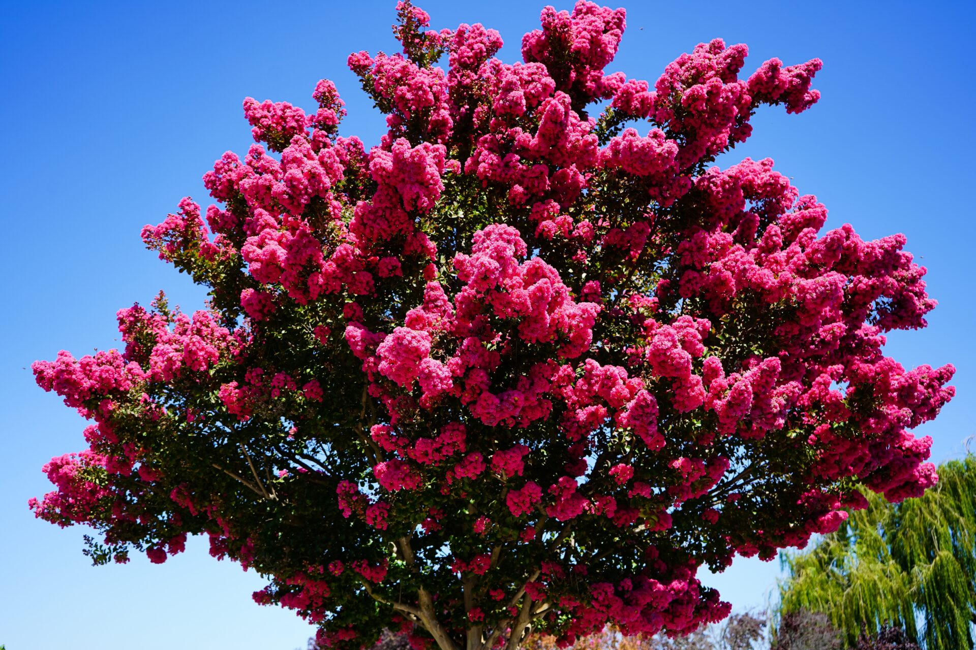 The Lagerstroemia 'Tonto' Crepe Myrtle in a 12" pot features dense clusters of bright pink flowers, creating a striking display.