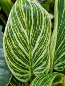 Close-up of a Philodendron 'Birkin' leaf, displaying its signature white and light green stripes that run parallel from base to tip on this eye-catching houseplant.