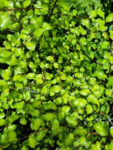 Lush green leaves and reddish-brown stems fill the frame in natural sunlight—classic features of Pittosporum 'Golden Sheen'.