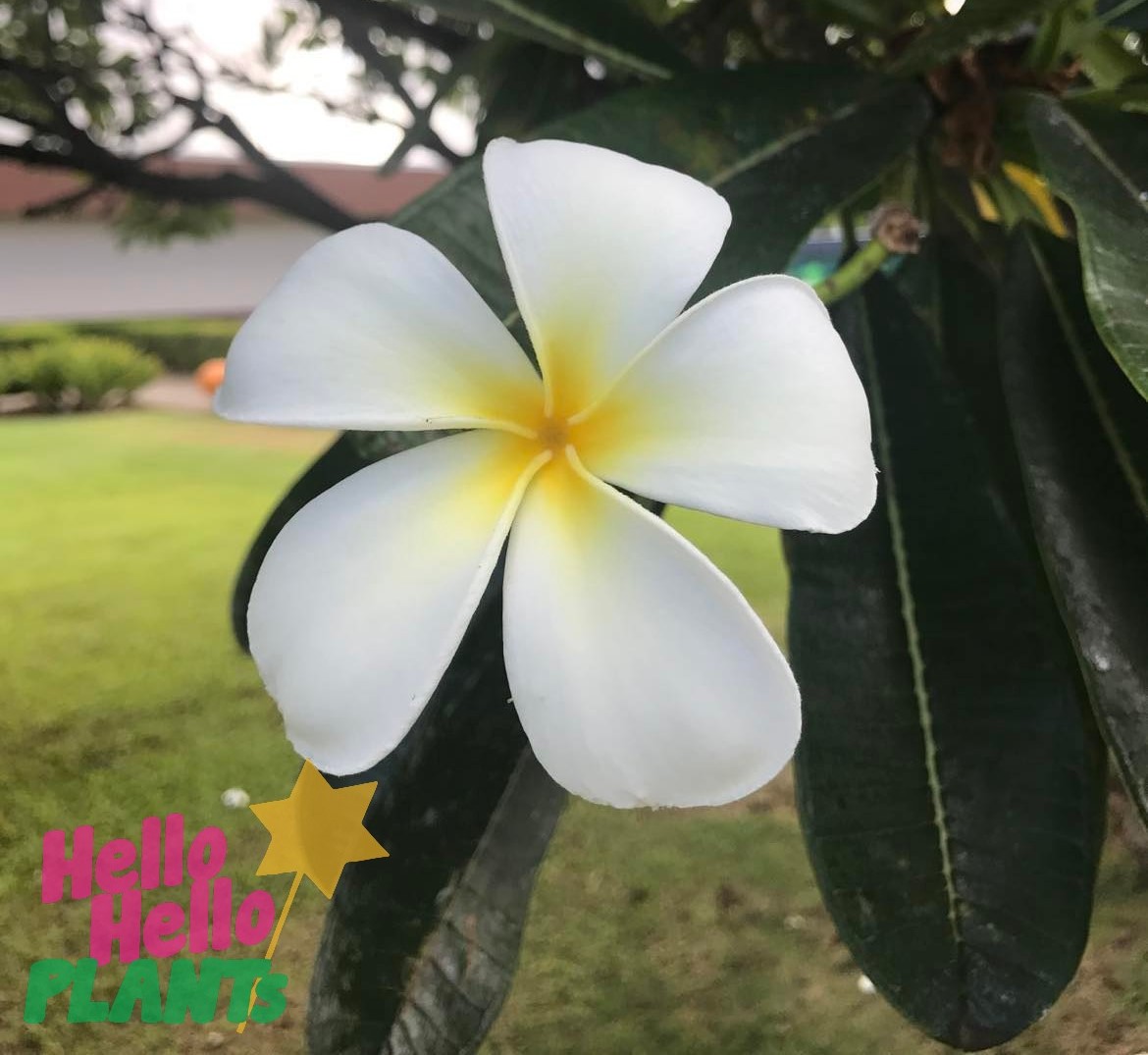 Plumeria 'Common White' Frangipani 400LT