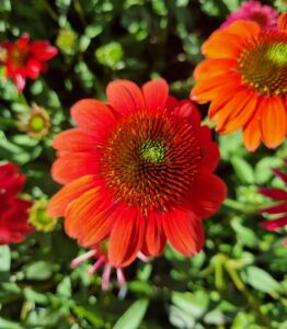 Close-up of Echinacea 'Double Scoop™ Orangeberry' Coneflower in a 6" pot, showcasing its vibrant red-orange blooms surrounded by lush green leaves and similar flowers in the background.