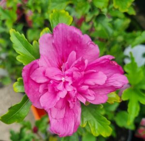 A close-up of the Hibiscus 'Summer Sensation Double Pink' shows its vibrant, layered petals amid lush green leaves—perfect for adding summer beauty to your garden.