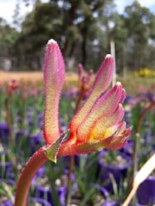 Close-up of a pink and green Anigozanthos 'King's Park Royale' Kangaroo Paw flower with fuzzy texture, set against a backdrop of blurred greenery and purple pots.
