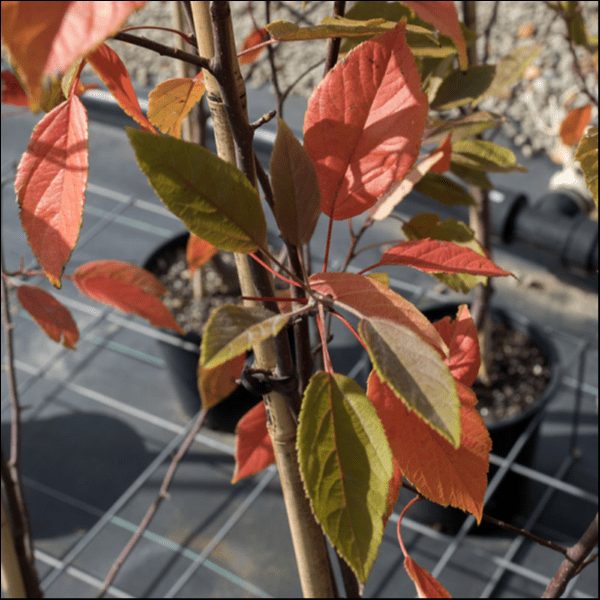 A close-up of a Malus 'Wychwood Ruby™' Crab Apple in an 8" pot, highlighting its green and reddish-orange leaves, displayed outdoors on a grid-patterned surface.