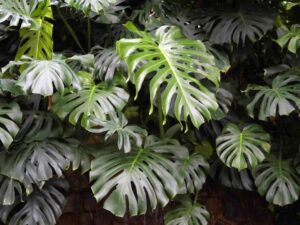 Monstera 'Fruit Salad Plant' features lush green leaves with distinctive holes and splits that densely cover its surface.