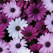 Osteospermum 'Purple and White Mix' 3" Pot