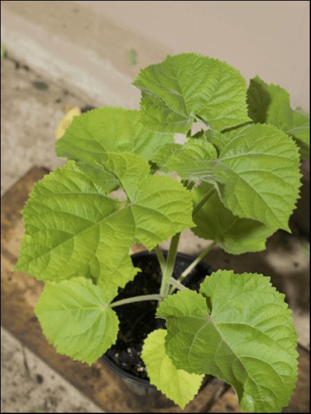 The Paulownia 'Empress Tree' in an 8" pot displays lush, broad green leaves and is elegantly arranged on a wooden surface indoors.