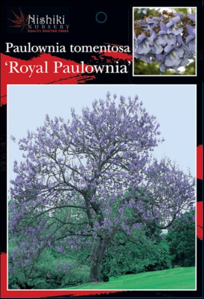 The Paulownia 'Empress Tree' 8" Pot is shown with a mature tree bearing purple blossoms and a close-up of its clustered flowers on the nursery label.