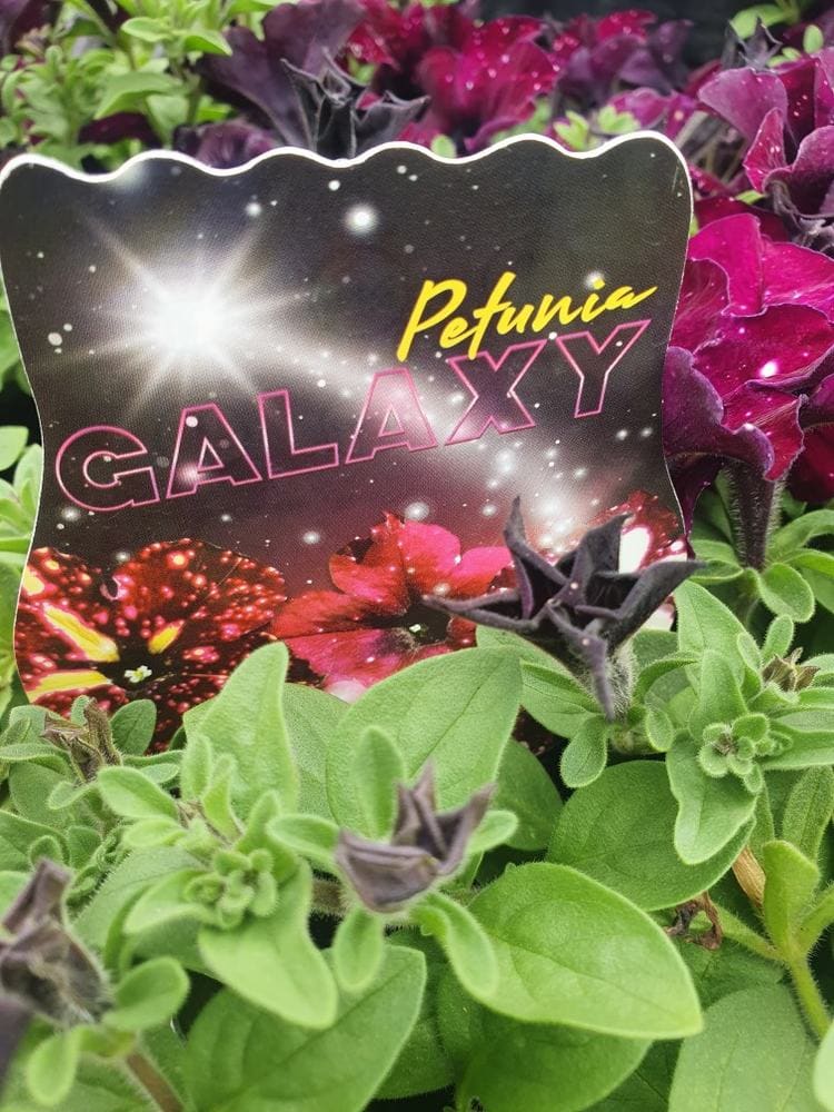A plant label reading "Petunia 'Galaxy Mix' 6" Pot" is nestled among lush green leaves and vibrant purple petunia blooms.