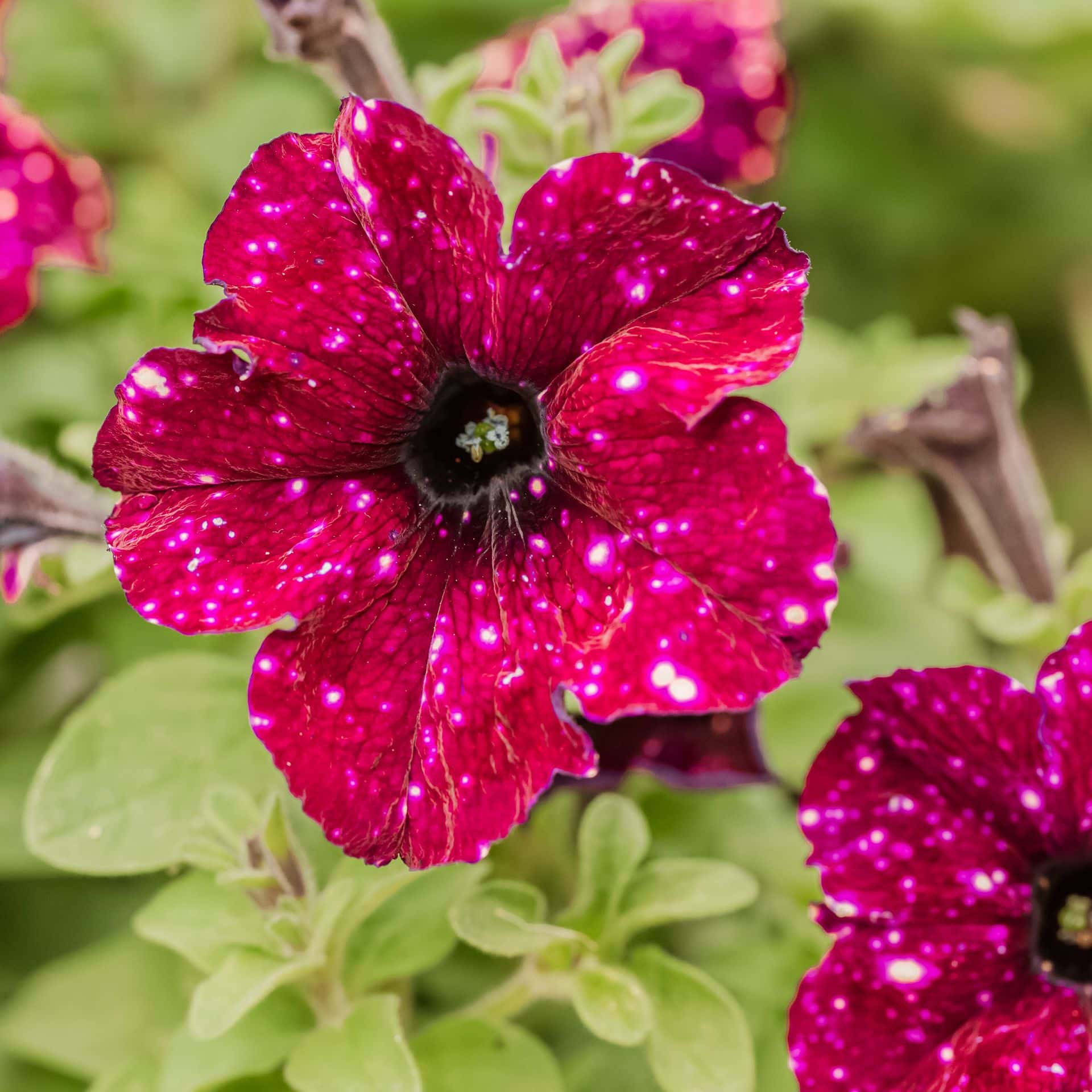 Close-up of Petunia 'Galaxy Mix' in a 6" pot, featuring vivid magenta blooms with white speckles, surrounded by green leaves and similar flowers in the background.