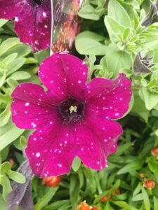 Close-up of a blooming Petunia 'Galaxy Mix' with pink petals and white spots, gracefully nestled in a 6" pot and surrounded by vibrant green leaves.