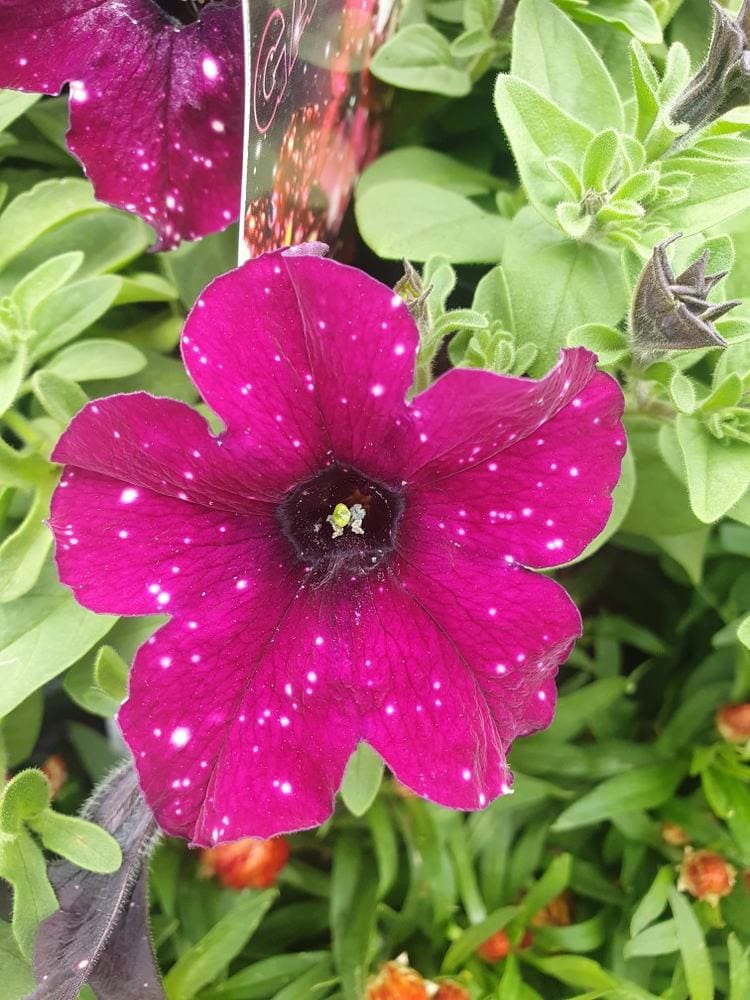 Close-up of a blooming Petunia 'Galaxy Mix' with pink petals and white spots, gracefully nestled in a 6" pot and surrounded by vibrant green leaves.