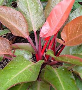 A close-up of a Philodendron 'Autumn' showcases its glossy green and reddish-pink leaves, some adorned with water droplets, as it grows in soil.