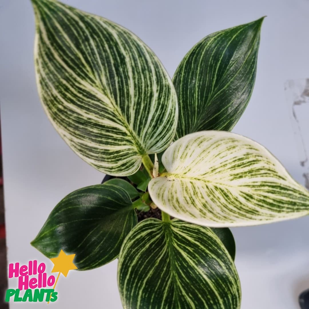 Philodendron 'Birkin' 4" Pot