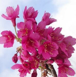 Close-up of Prunus 'Formosan Cherry' blossoms in vibrant pink against a light blue sky, highlighting their delicate beauty.
