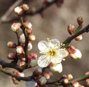 A Prunus alboplena 'White Weeping Apricot' in a 12" pot showcases several buds with a single blooming white flower accented by yellow stamens.