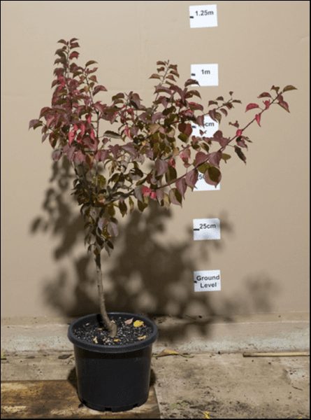 A Prunus mume 'Pink Flowering Apricot' in a 12" pot with reddish leaves is shown against a wall marked with height measurements up to 1.25 meters.