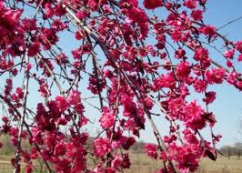 The Prunus 'Rose Charm' Flowering Peach in a 13" pot showcases vibrant pink blooms against a clear blue sky, standing at the standard height of 1.5m.