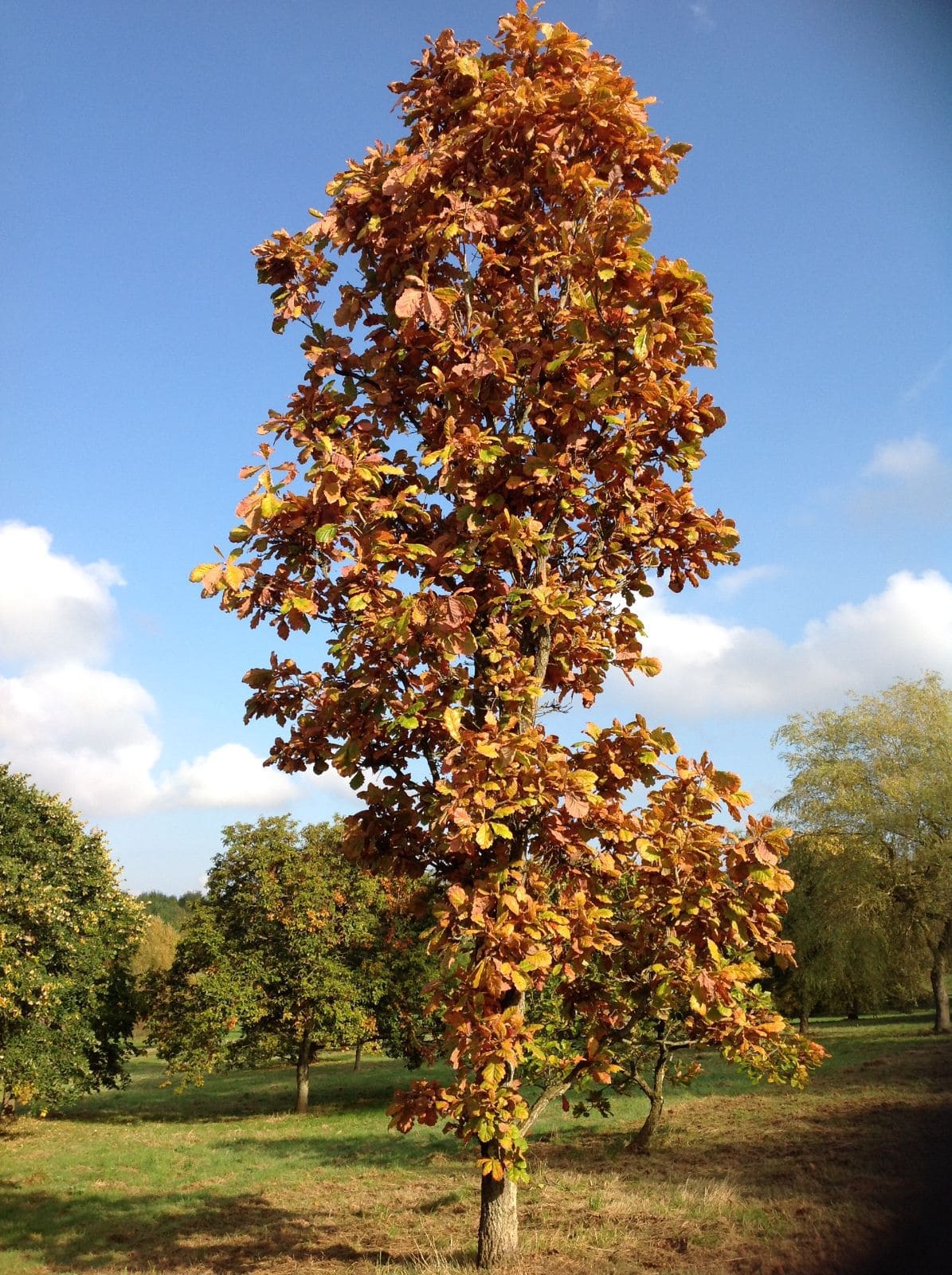 Quercus 'Daimyo Oak' 8" Pot: A tall oak with vibrant orange and yellow autumn leaves, perfect for planting or growing in an 8" pot. Adds beauty to grassy areas, alongside other trees and under blue skies.