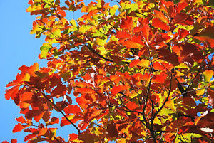 Quercus 'Daimyo Oak' 8" Pot displays bright orange and red autumn leaves on its branches, set against a clear blue sky.