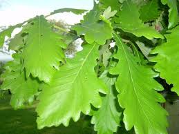 Close-up of serrated green leaves of Daimyo Oak in an 8" pot.
