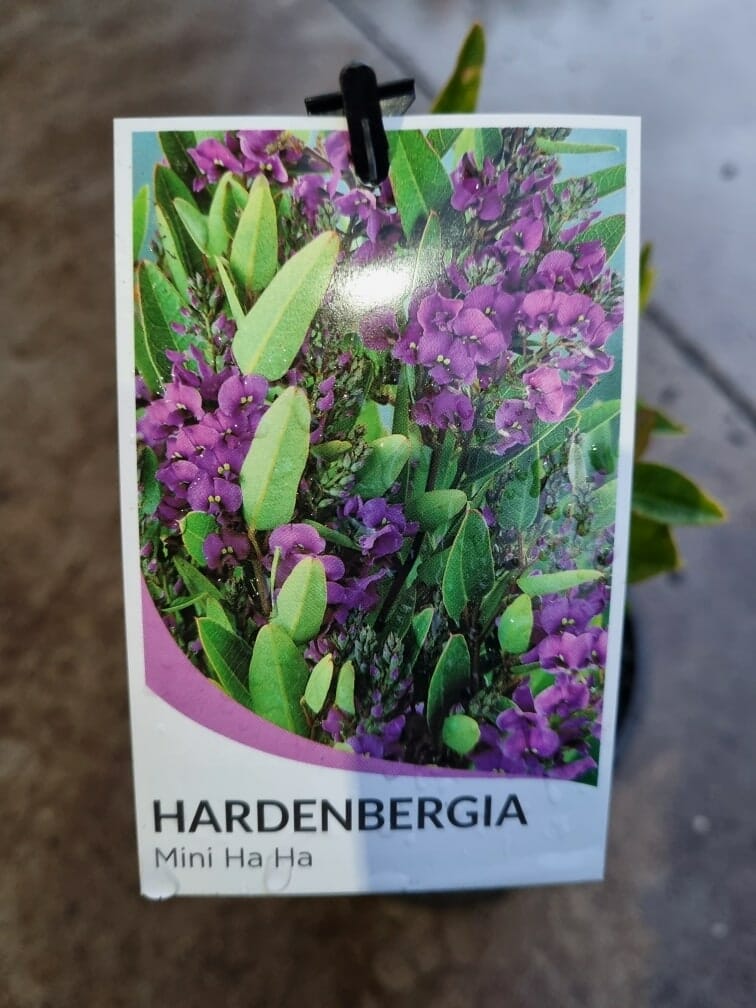 Hardenbergia 'Mini Ha Ha' PBR 6" Pot