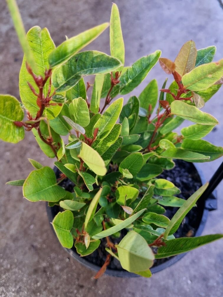 Hardenbergia 'Mini Ha Ha' PBR 6" Pot