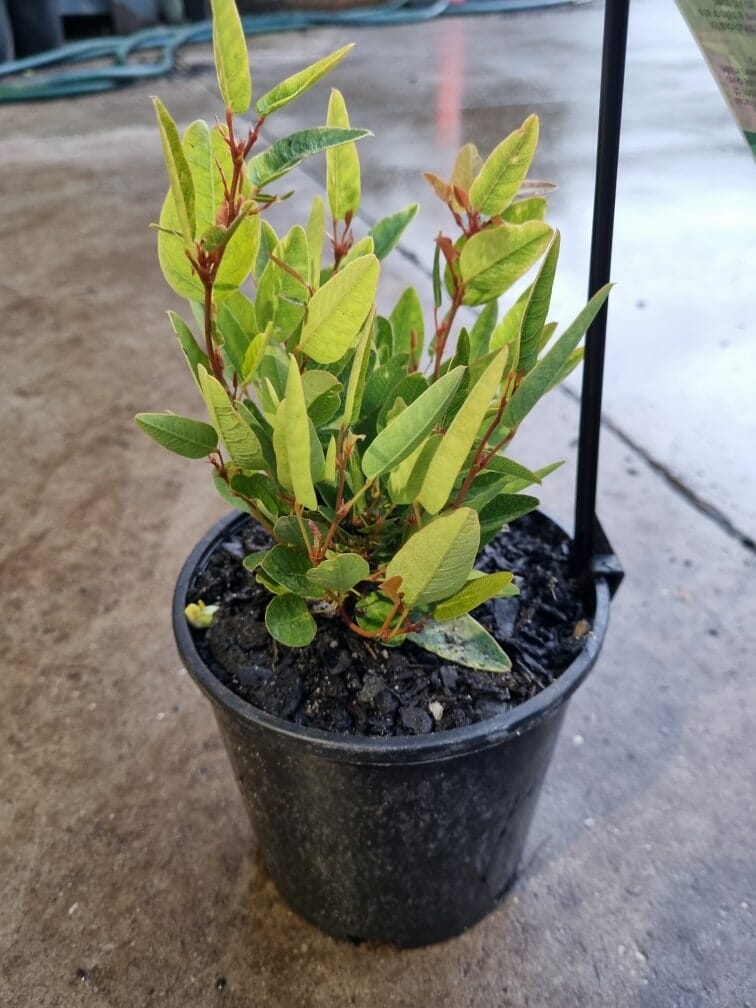 Hardenbergia 'Mini Ha Ha' PBR 6" Pot
