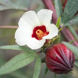 Close-up of a Hibiscus 'Rosella' Tucker Bush white flower with a vivid red center, paired with a red, unopened hibiscus bud set against green foliage in its 6" pot.