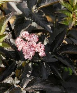 Clusters of small pink flowers nestle among dark green serrated foliage, thriving elegantly in an 8" pot. The Sambucus 'Black Tower' enhances any garden with its graceful presence.