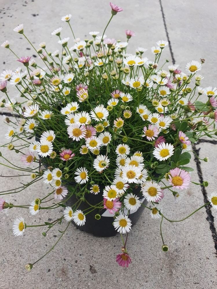 Erigeron 'Seaside Daisy' 8" Pot