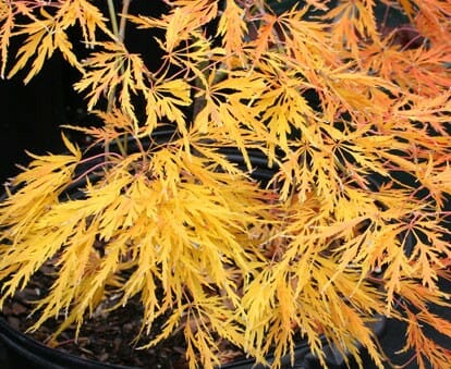 Close-up of Acer 'Sekimori' Japanese Maple in a 16" pot, featuring finely divided yellow-orange leaves.