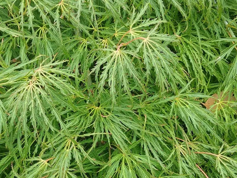 Dense green foliage with thin, long leaves radiate from central stems, forming a layered texture akin to that of the Acer 'Sekimori' Japanese Maple in a 16" pot.