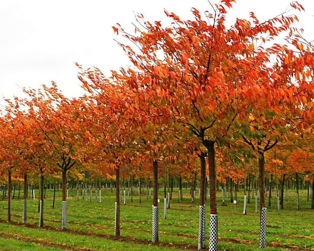 Rows of Prunus 'Shirofugen' Flowering Cherry saplings with orange and red autumn leaves, each trunk protected with mesh, thrive in 13" pots—perfect for vibrant seasonal displays.