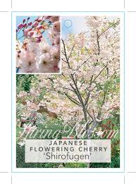 Prunus 'Shirofugen' Flowering Cherry in a 13" pot features pale pink and white blooms, beautifully displayed with a close-up of its exquisite flowers.