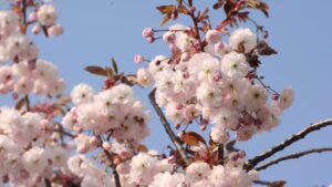 The Prunus 'Shirofugen' Flowering Cherry in a 13" pot blooms pink and white petals set against a clear blue sky.