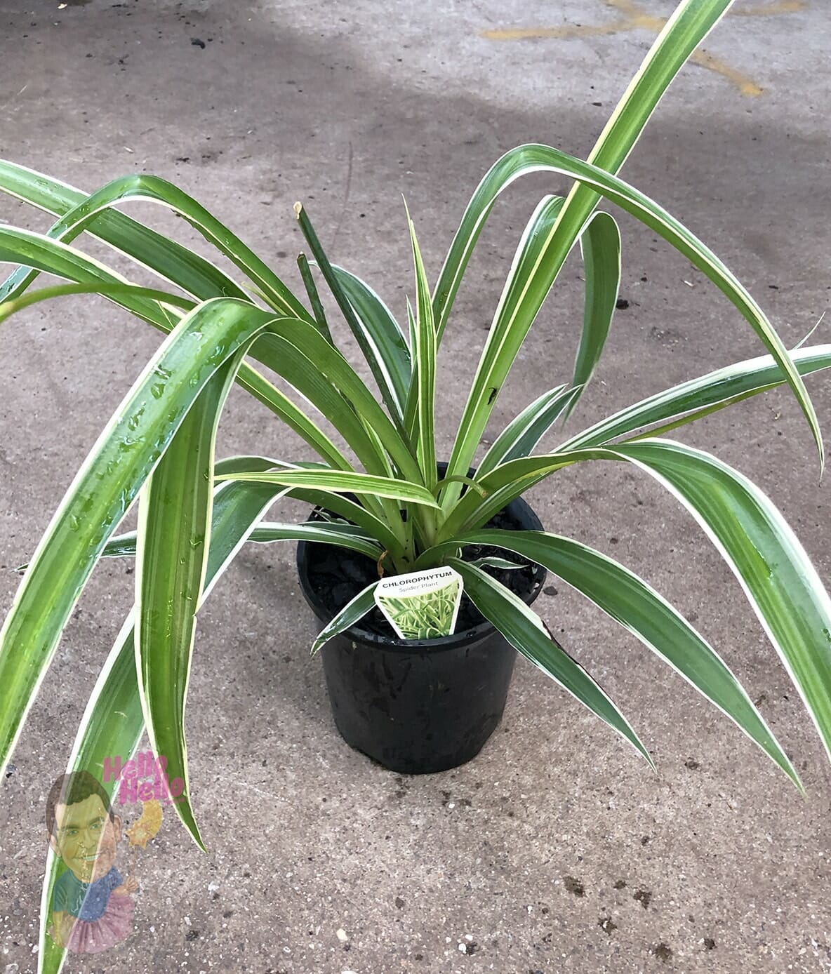A Chlorophytum 'Spider Plant' in a 10" large hanging basket, with long green leaves accented by white stripes, sits gracefully on a concrete surface.