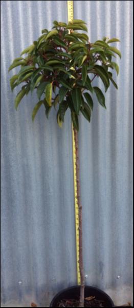 Prunus 'Portuguese Laurel' 10" Pot (Standard 90cm)