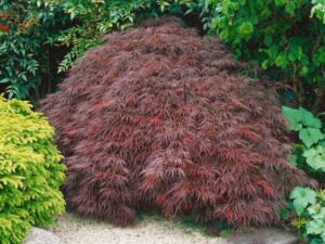 A dense bush of cascading reddish-purple leaves from the Acer 'Stella Rossa' Japanese Maple 13" Pot, surrounded by various green foliage on a gravel patch.