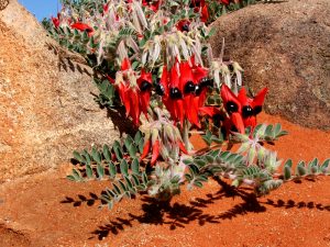 Swainsona 'Sturt's Desert Pea' 6" Pot