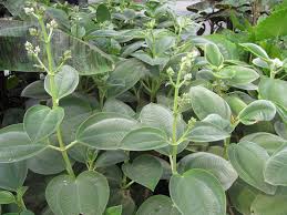 Tibouchina 'Lasiandra' 7'' Pot