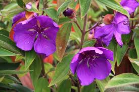 Tibouchina 'Lasiandra' 7'' Pot