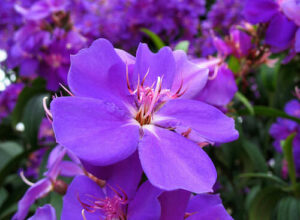 Close-up of vibrant Tibouchina 'Lasiandra' flowers with delicate petals and central stamens, surrounded by green leaves, flourishing in a 7'' pot.