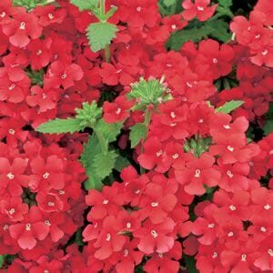 A cluster of Verbena Cyrano™ 'Deep Red' flowers, set in a 6" pot, with green leaves peeking through.