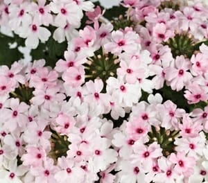 Clusters of soft pink and white Verbena Cyrano™ 'Soft Pink' flowers with dark pink centers thrive in a dense floral pattern, ideal for a 6" pot, adding vibrant beauty to any garden.