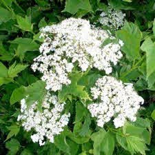 The Viburnum compactum 'Compact Guelder Rose' in an 8" pot features enchanting white elderberry-like clusters set against lush green leaves, offering a charming touch.