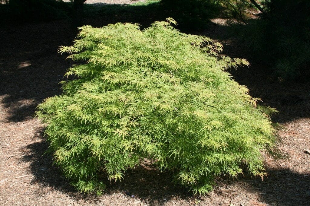 Acer 'Lemon Lime Lace' Japanese Maple in a 12'' pot has finely divided leaves and low, dense green foliage, perfect for mulched garden areas with partial shade from trees.