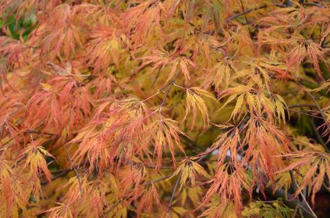 Close-up of Acer 'Lemon Lime Lace' Japanese Maple branches in a 12'' pot, displaying orange and yellow leaves that showcase autumn foliage.