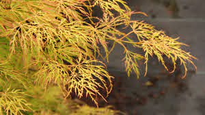 Close-up of thin, feathery yellow-green leaves on the Acer 'Lemon Lime Lace' Japanese Maple in a 12'' pot, with a softly blurred background.