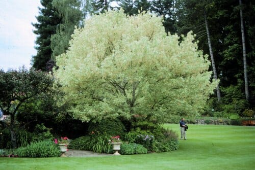 A large Maple tree with light green foliage stands in a landscaped garden with manicured grass; a person is visible in the background, near an Acer 'Variegated Box Elder' Maple 12" Pot.